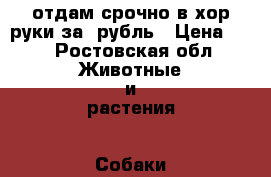 отдам срочно в хор.руки.за 1рубль › Цена ­ 1 - Ростовская обл. Животные и растения » Собаки   